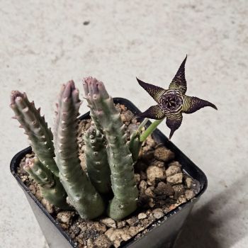 Stapelia cedrimontana